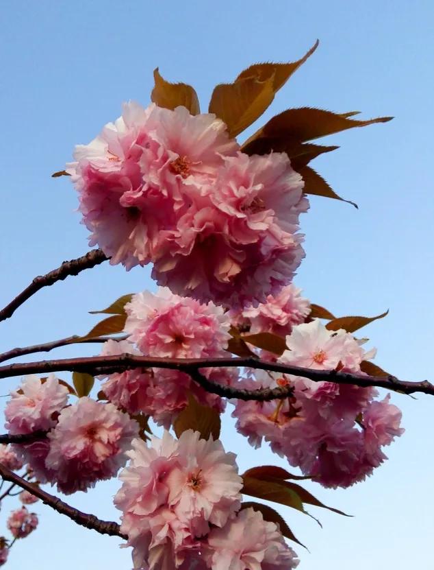 分享图片，浪漫唯美粉红色的花