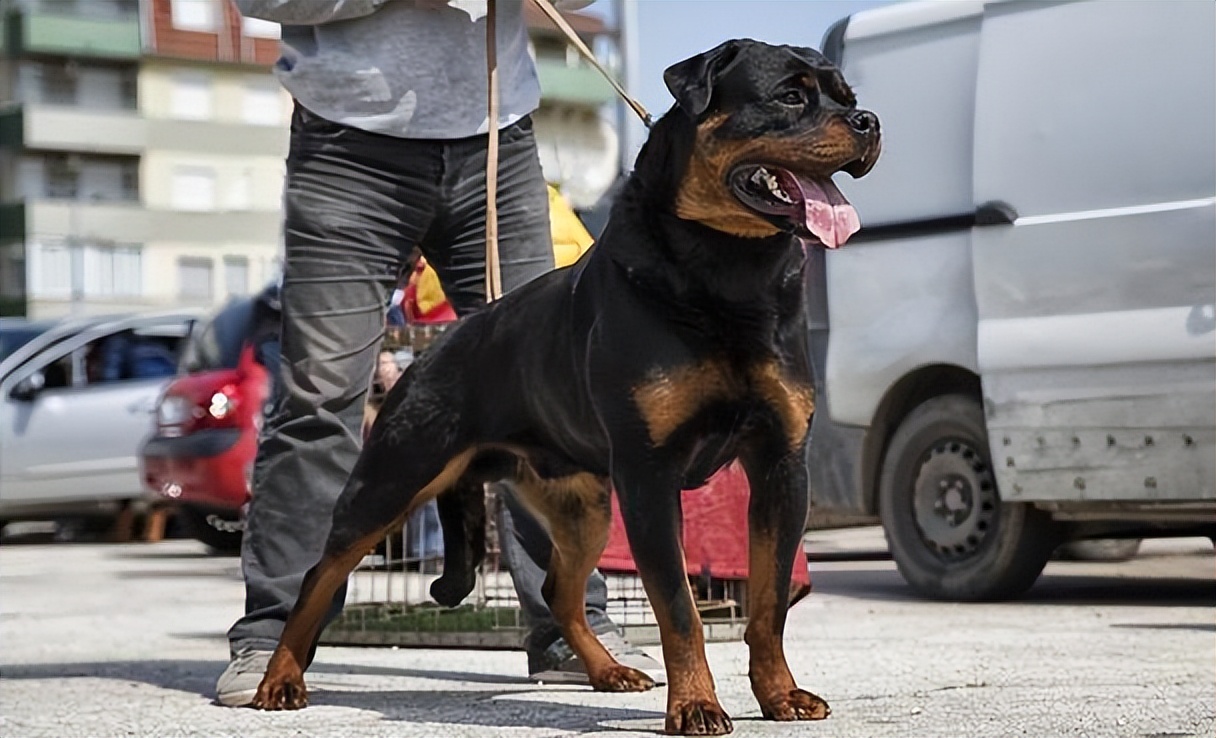 不過羅威納犬建議從小訓練,否則成年後很難控制,調教得當的話,可以和