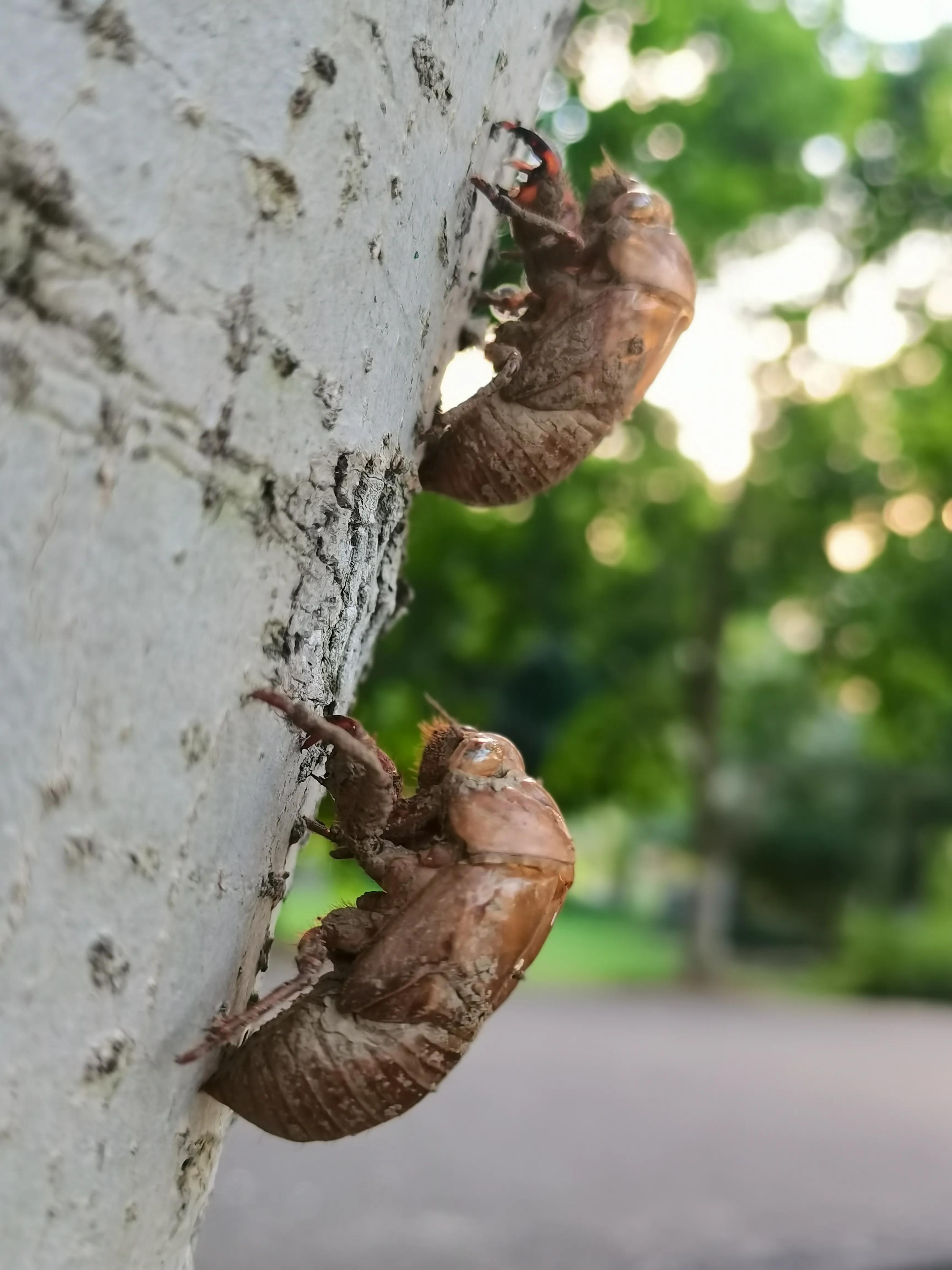 蝉蜕:高风亮节,破茧重生之美