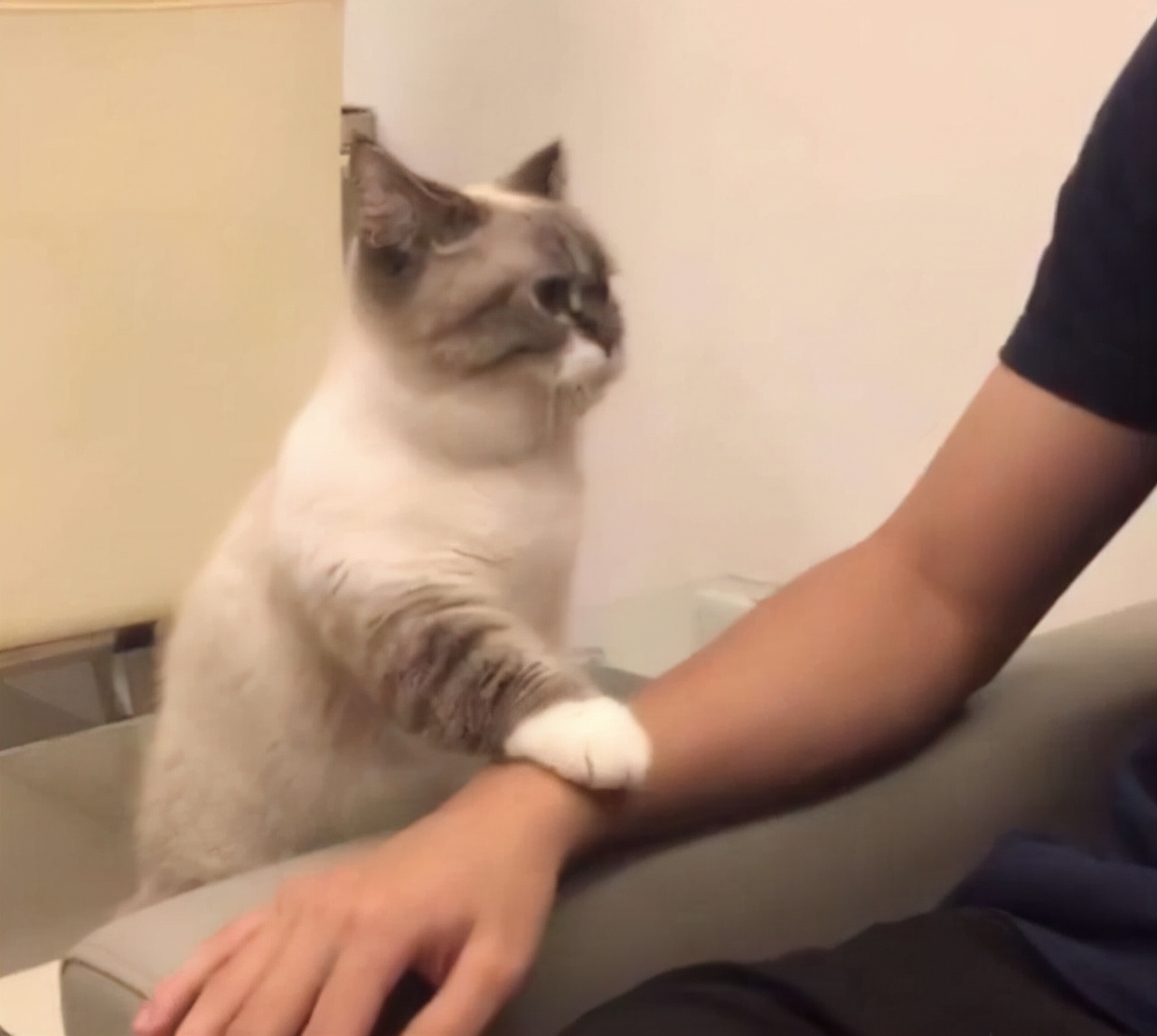 猫咪总爱用爪子"扒拉"你,其实它是有这些意思