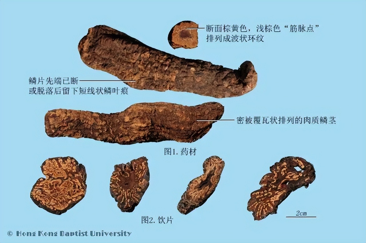 肉苁蓉：沙漠人参，补肾益精养颜之圣品