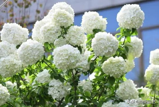 高端大气的“中华木绣球”，绣球花中的天花板，庭院养花必备