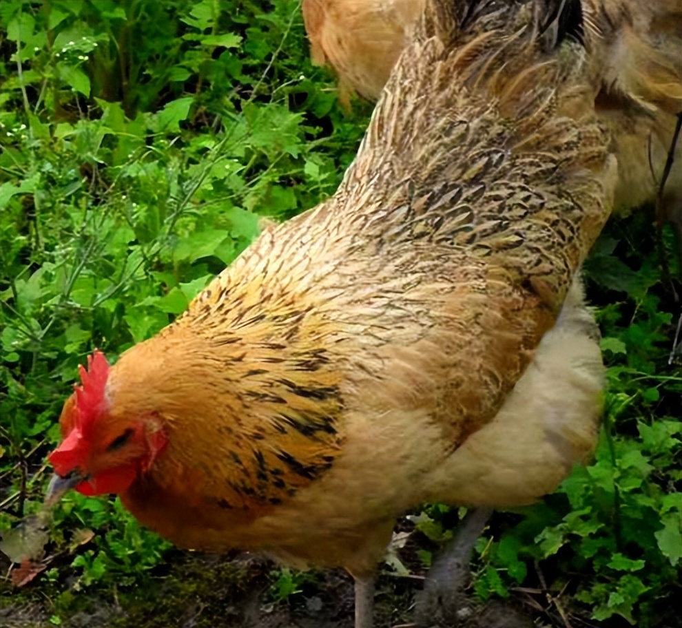 养土鸡还能赚钱吗