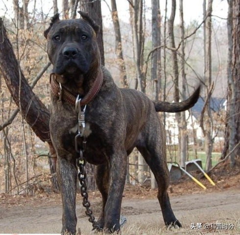 世界上凶猛的十种狗，日本土佐犬上榜，藏獒排名第二