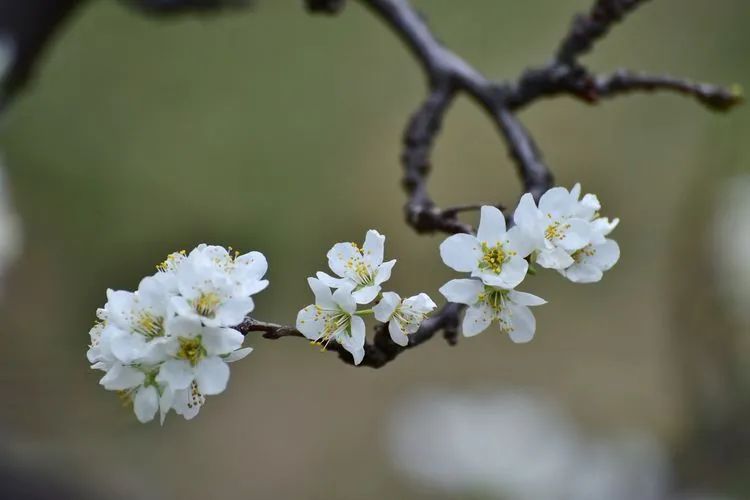 诗词鉴赏-李花浅白开自好，十首李花的诗词，如雪如诗，不可辜负