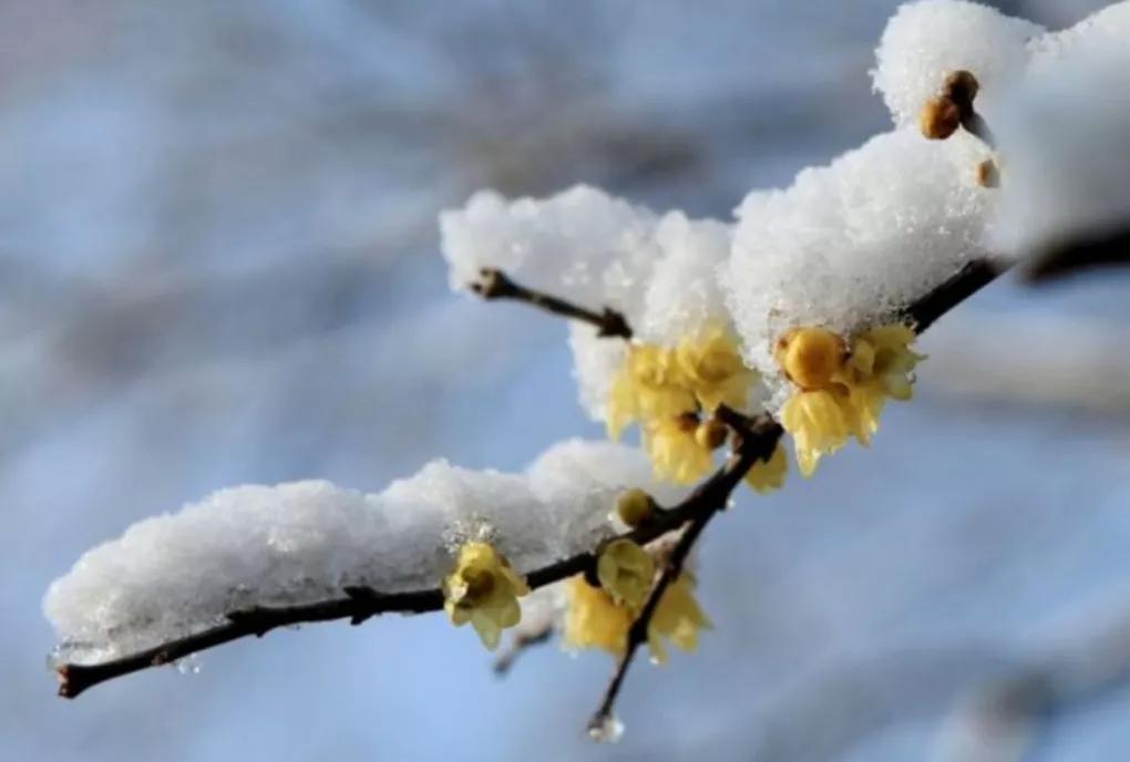 玉雪乘微風,臘梅綻瓊枝