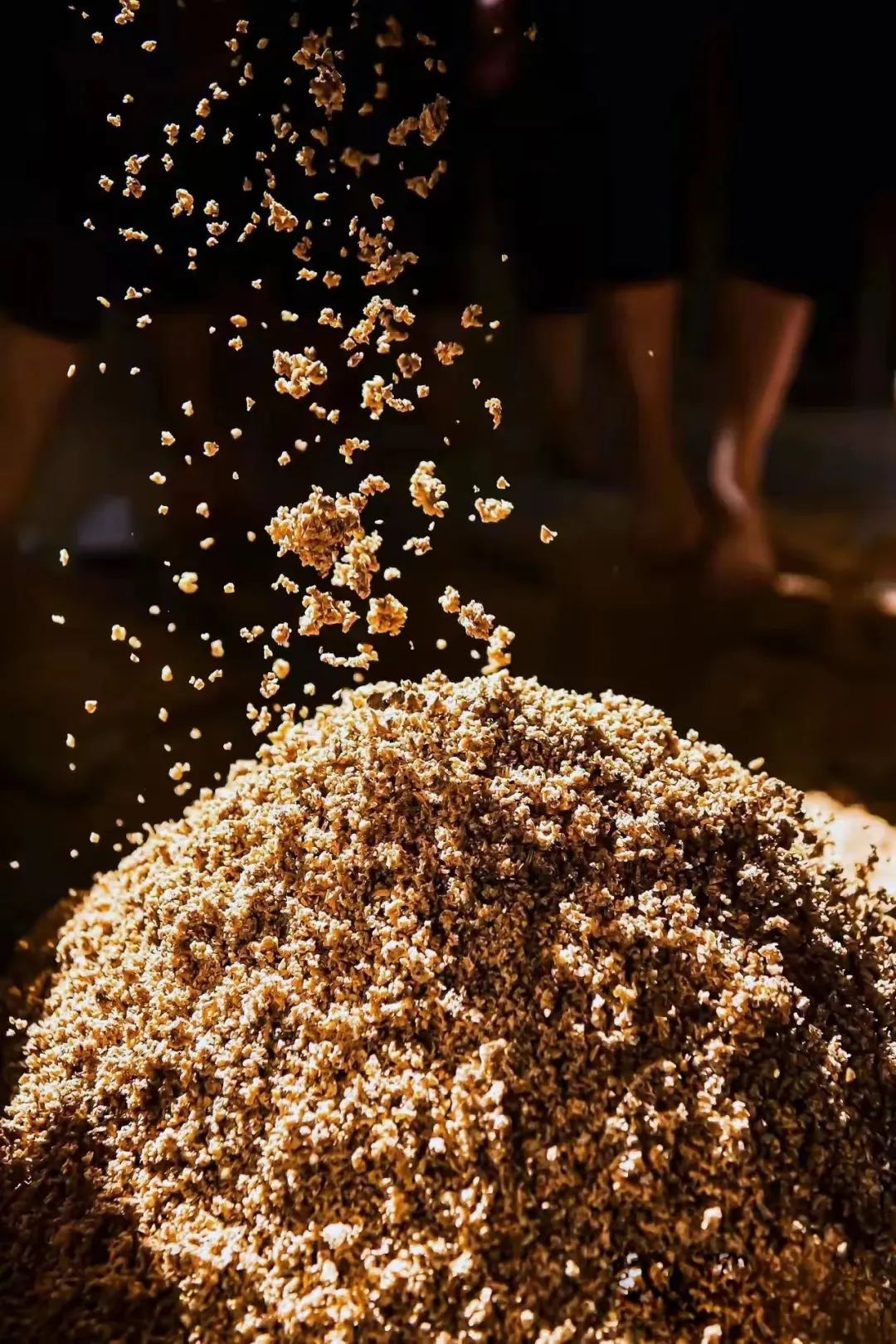 75亩地,种了30多个品种的小麦,其中有8个为酿酒或制曲专用