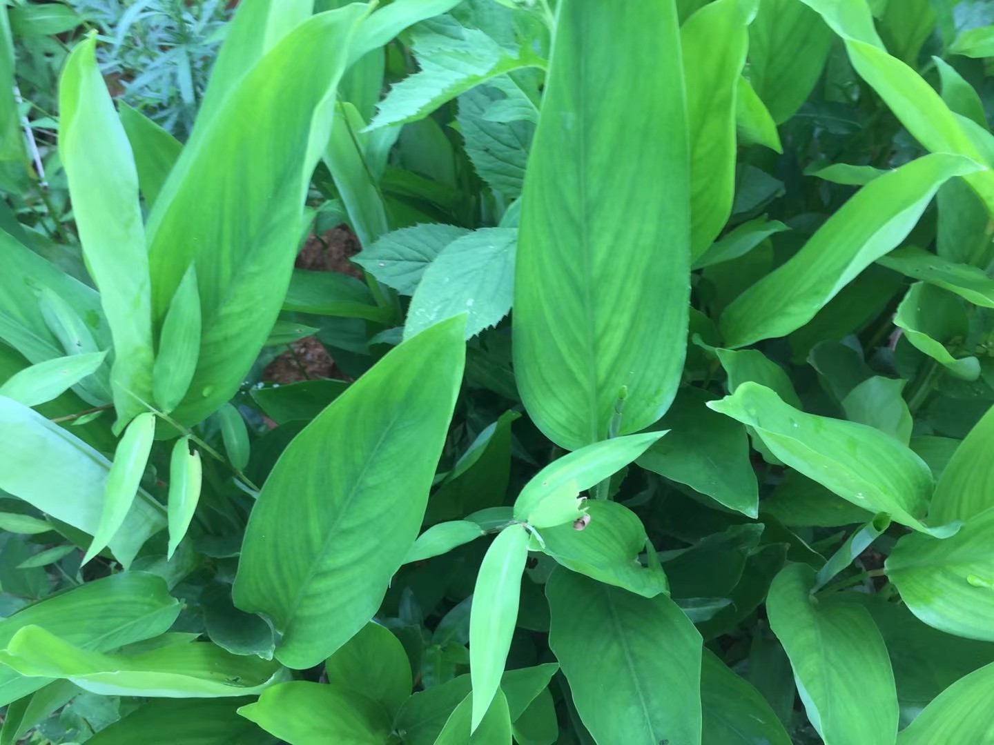 竹芋的功效与作用-我的快乐小窝