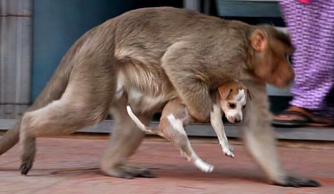 印度一只小猴被狗咬死，猴狗大战爆发250条狗被杀，遭团灭