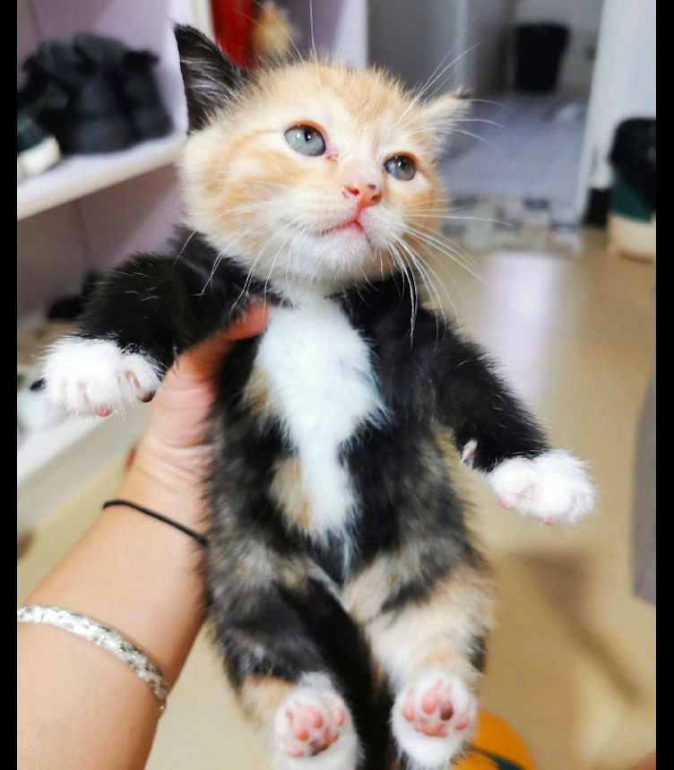 这是狸花猫和橘猫的结晶吗?一只混色奇怪的猫咪-宠物主人
