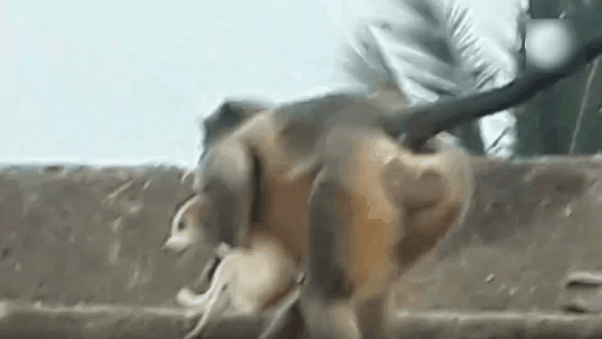 印度一农村上演“猴狗大战”，250条狗被摔死，藏獒能打过猴子吗
