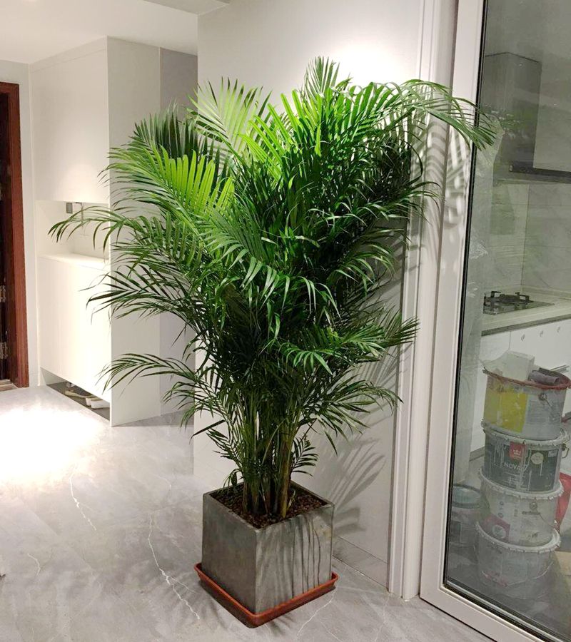 客厅养花“讲究大”，别随便，这6种，贵气不俗，养人旺家