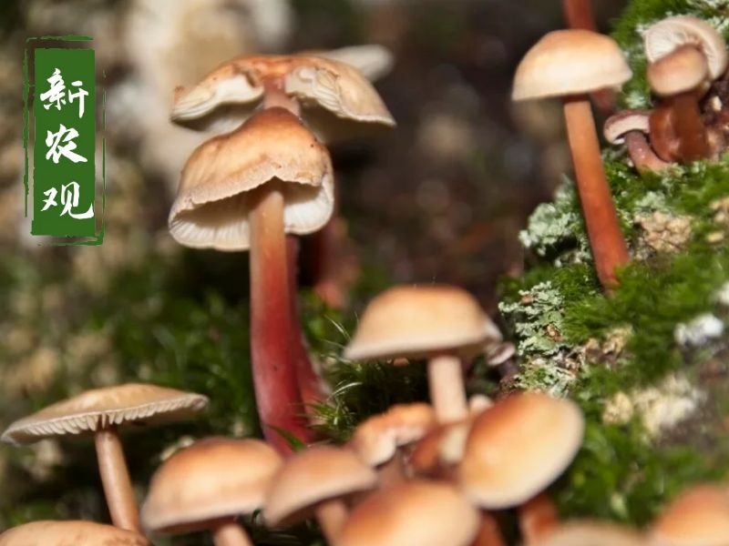 吃菌季来了，有人吃野生蘑菇中毒！越好看的蘑菇越有毒吗？别乱吃