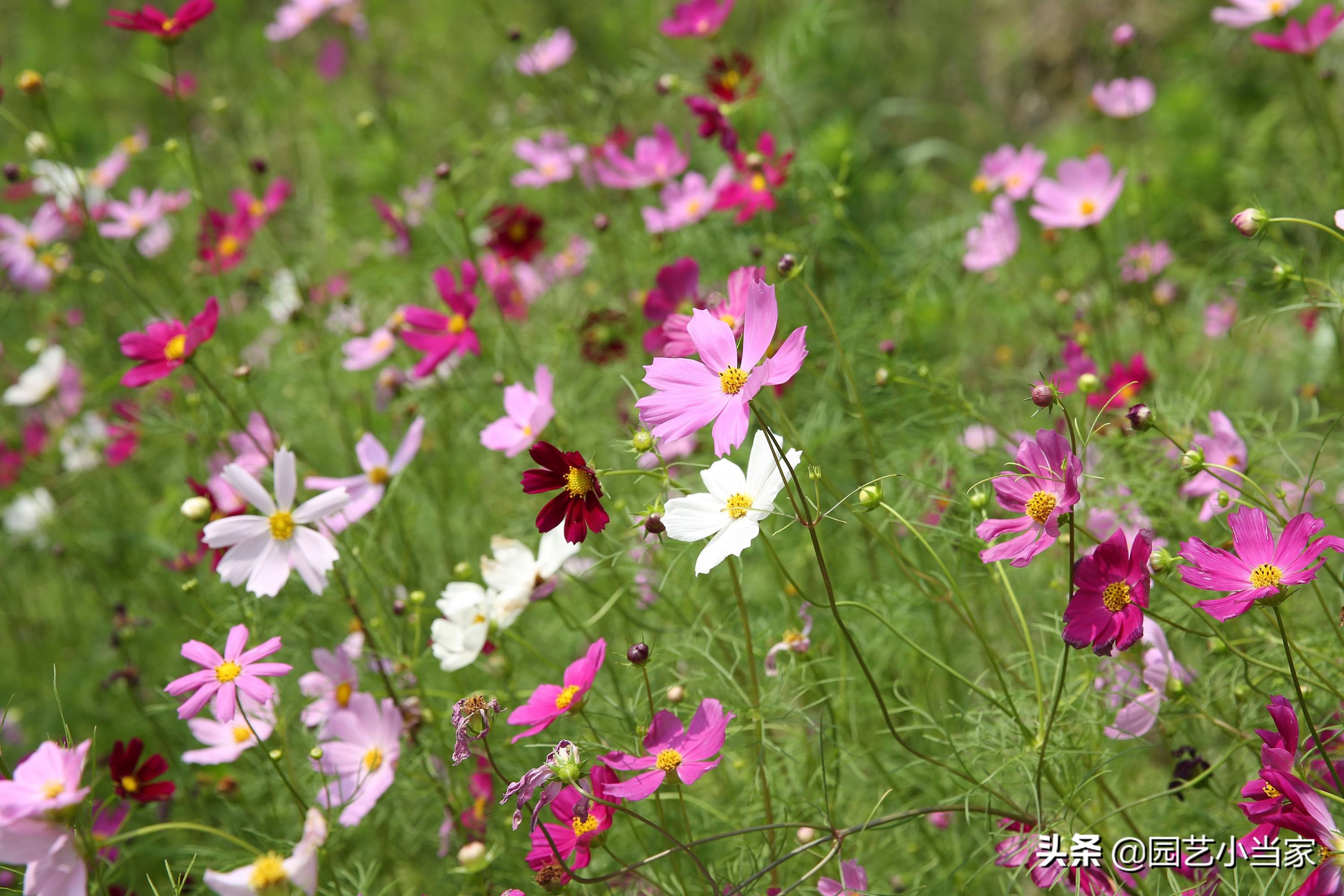 格桑花和波斯菊的区别（一文详解两种花的不同）