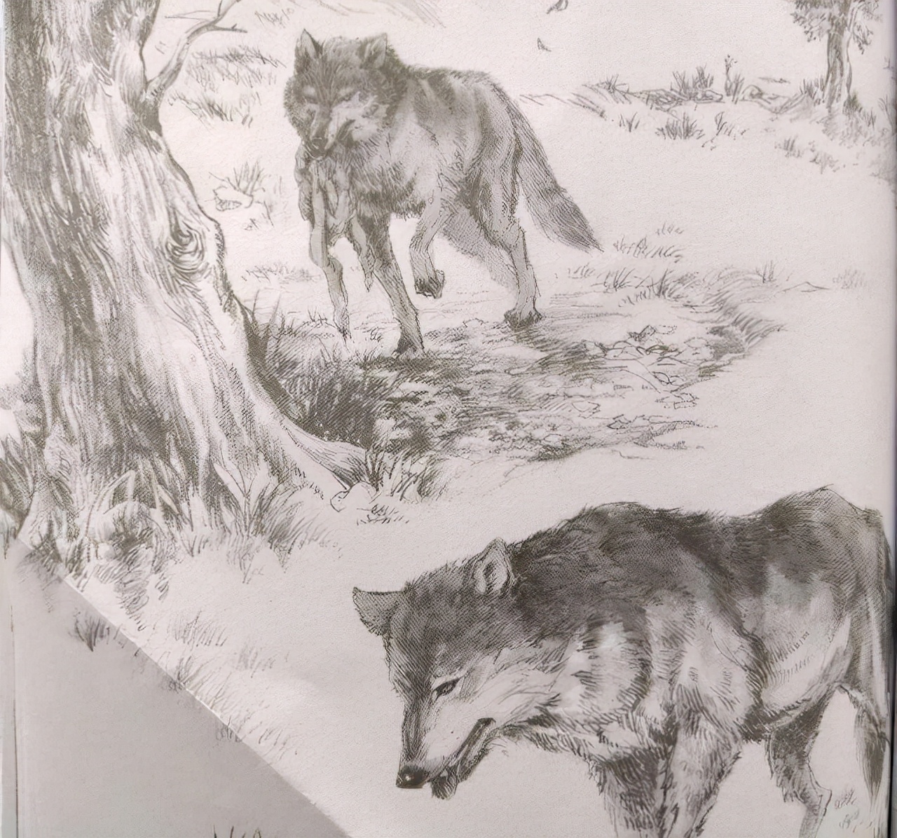 《狼王梦》:有一种爱叫母爱