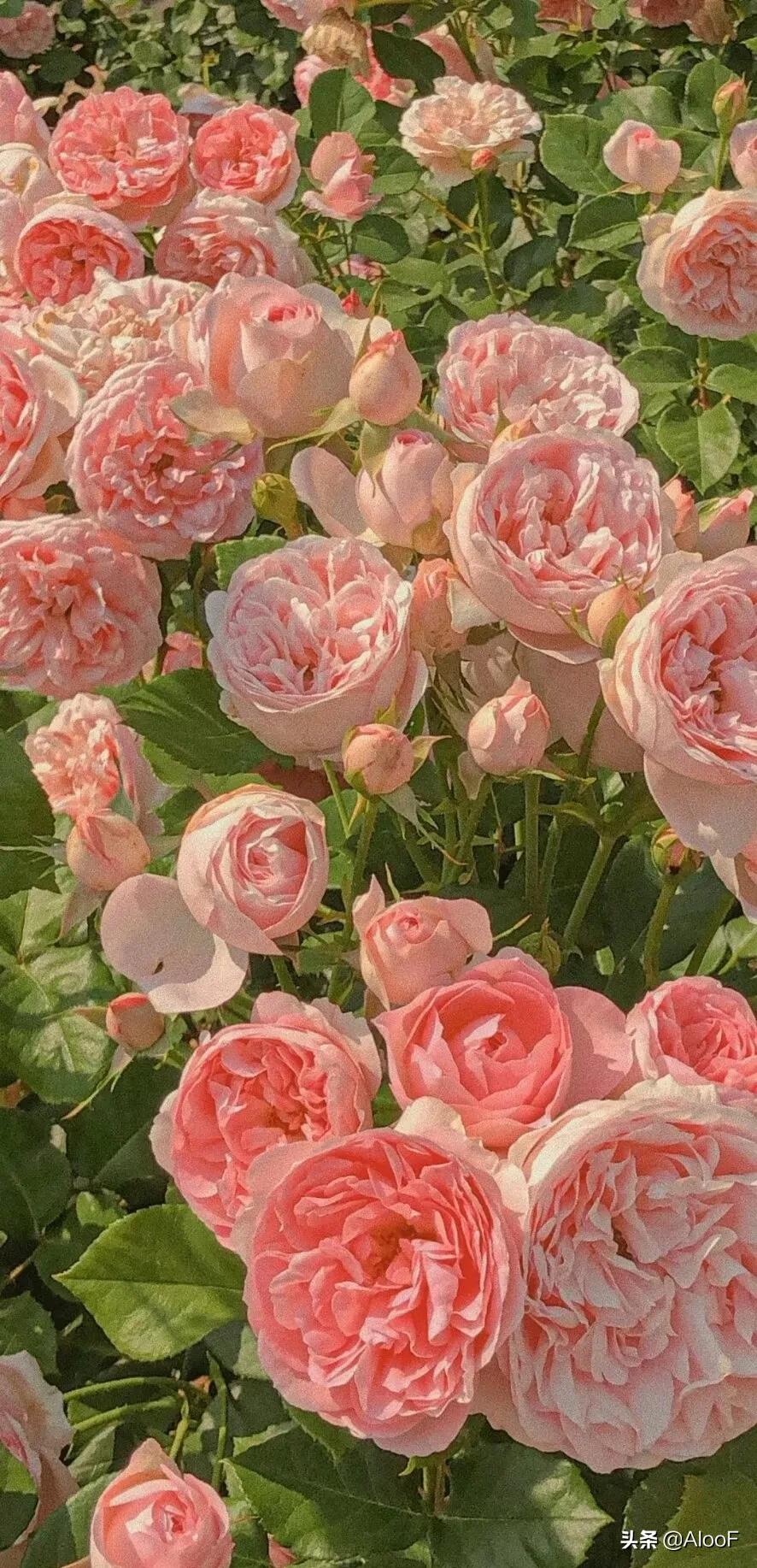 花花图片 唯美(唯美) - 赤虎壹号