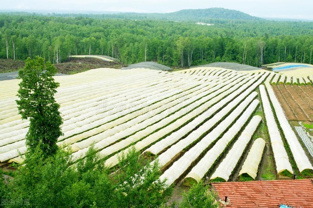 人参价格多少种植人参一亩地需要多少钱