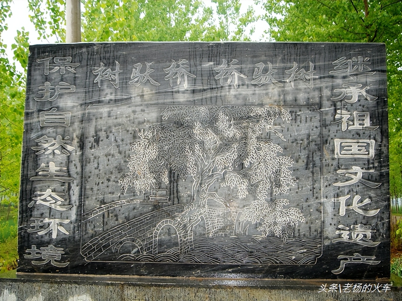 2011年拍摄的“树驮桥”古朴原始，树桥共生，相依为命