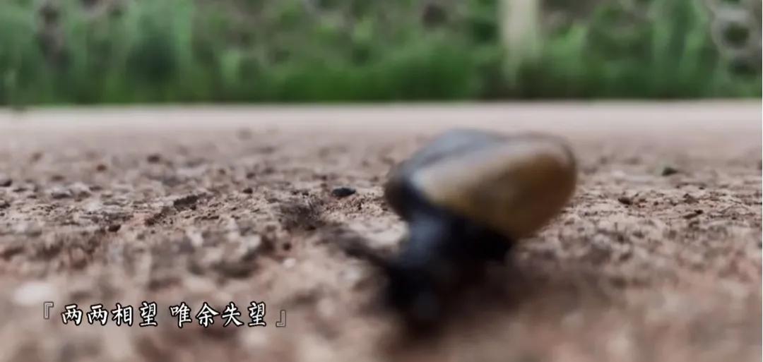 爆笑神评论：按照今年的菜价，这朵花不便宜吧！哈哈哈