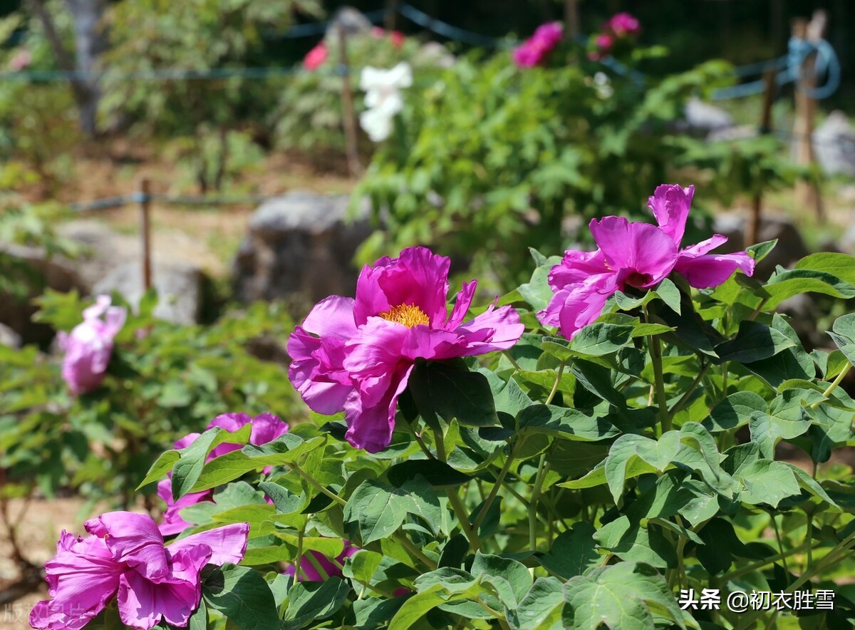 晚春牡丹花美诗9首：万户千车看牡丹，花开时节动京城