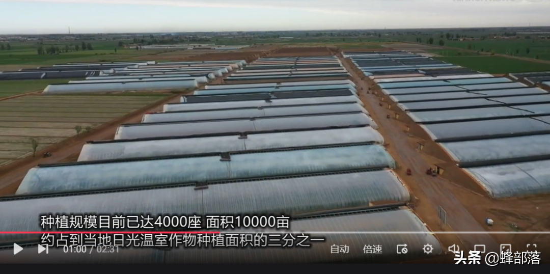 人參果樹苗批發,人參果樹苗批發價格