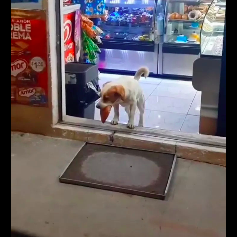 流浪狗跑去便利店偷吃面包，店员们都假装没看见：它肯定饿极了