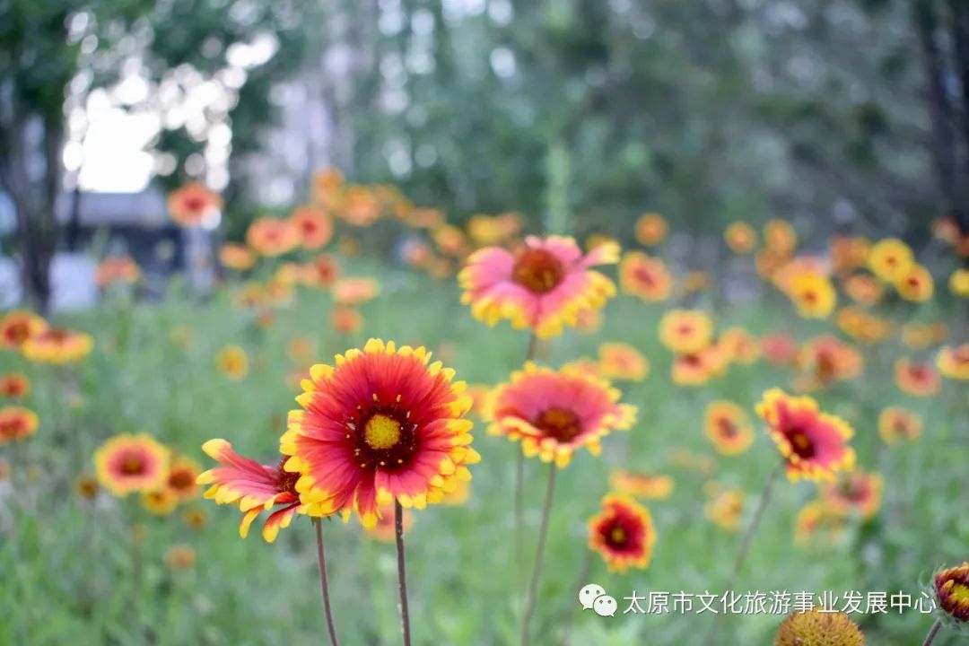 线上展览|“山河春意 锦绣太原——花的世界”主题摄影线上图片展（十二）