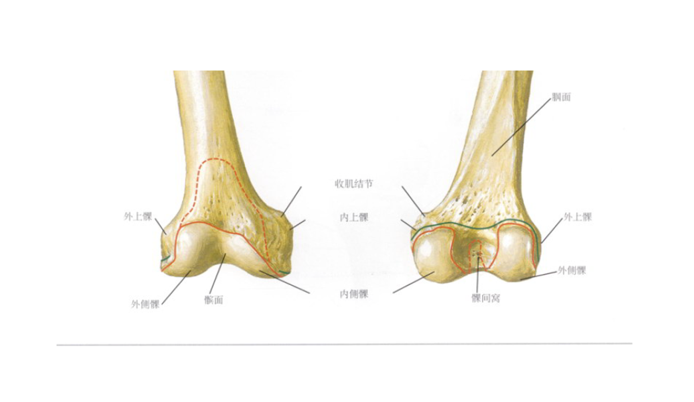 髌骨具有保护膝关节,避免股四头肌腱对股骨髁软骨的摩擦,增加膝关节