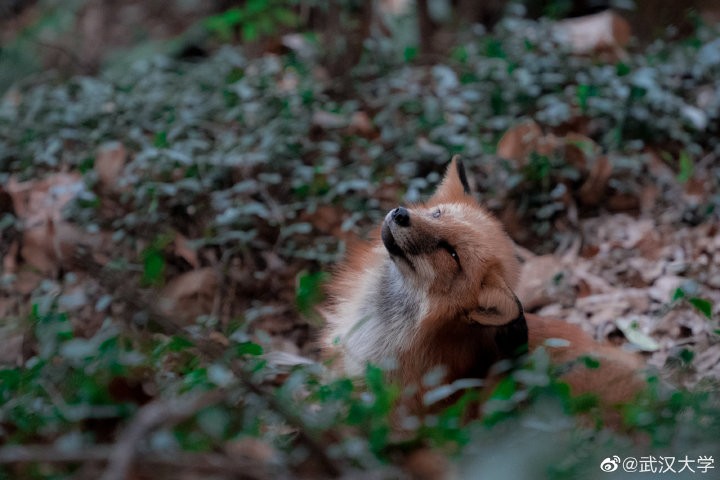 湖北“超美”大学：占地5195亩，宿舍6部电梯，坐拥26栋文物建筑和1000株樱花！