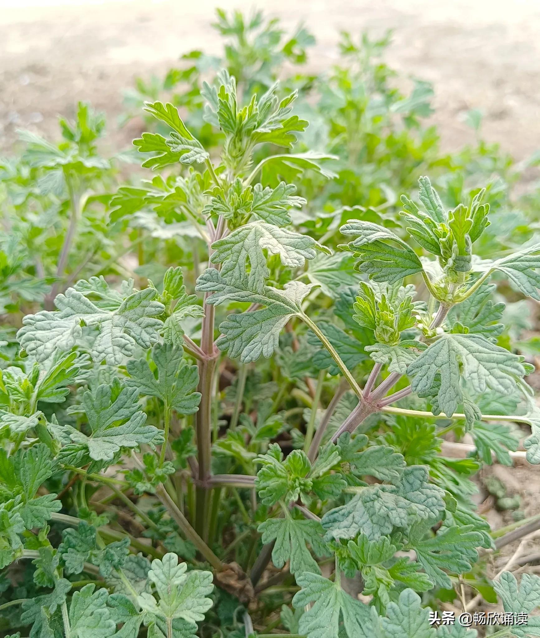 夏至草的作用与功效（春天常见的野菜图鉴）