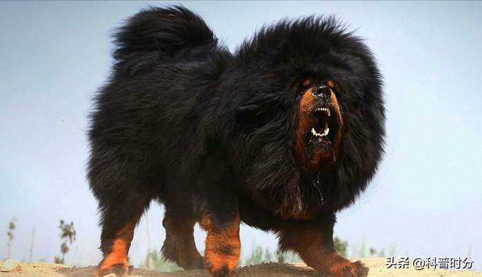 世界上兇猛的十種狗，日本土佐犬上榜，藏獒排名第二