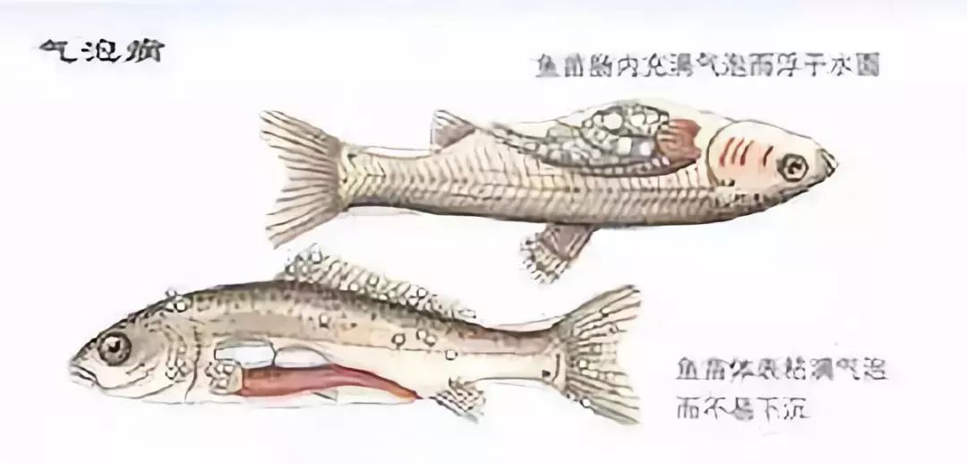 不易察觉的四种水质性鱼类中毒症的防控措施