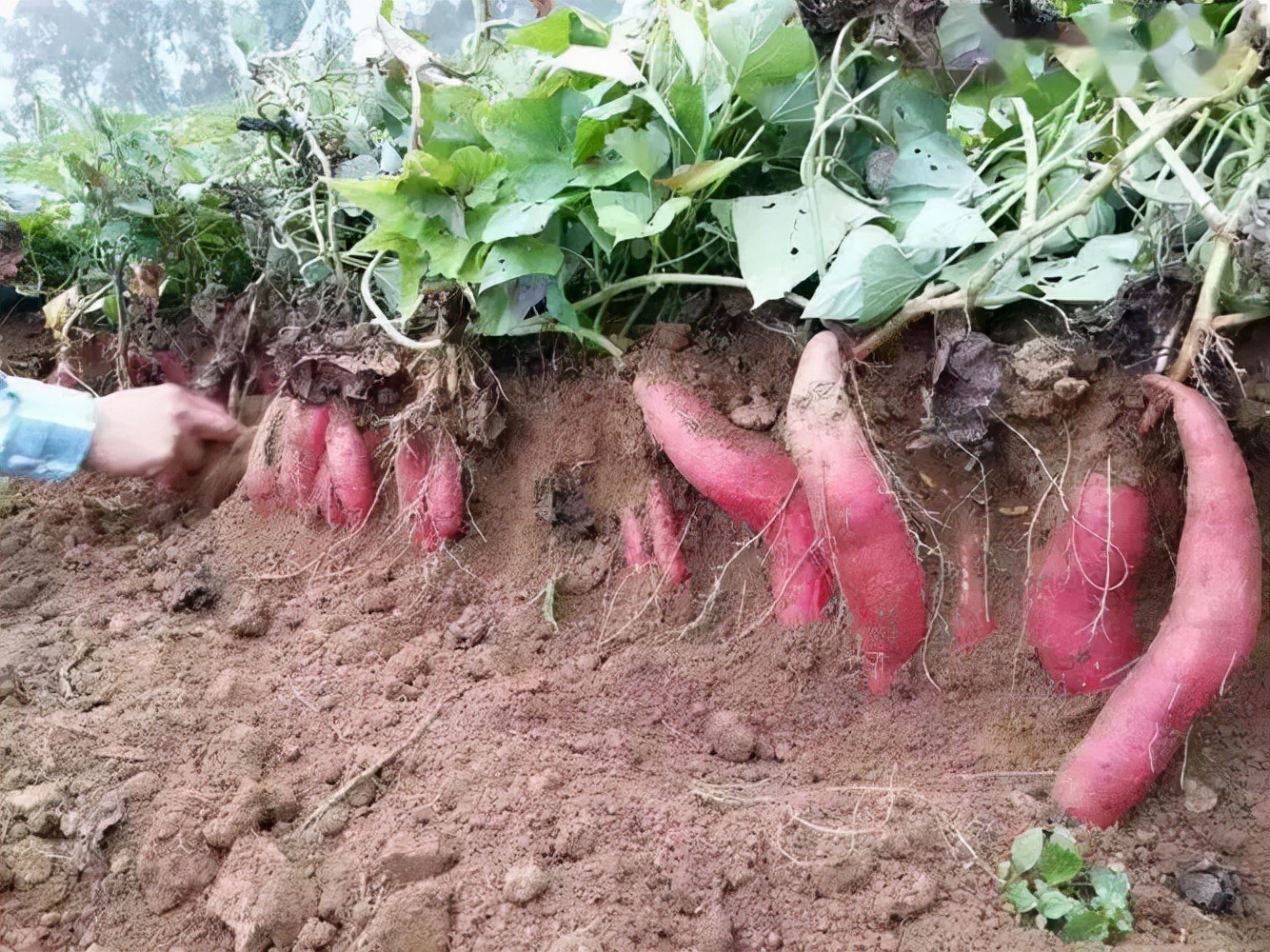 红薯种植用什么肥料？红薯种植施肥方案