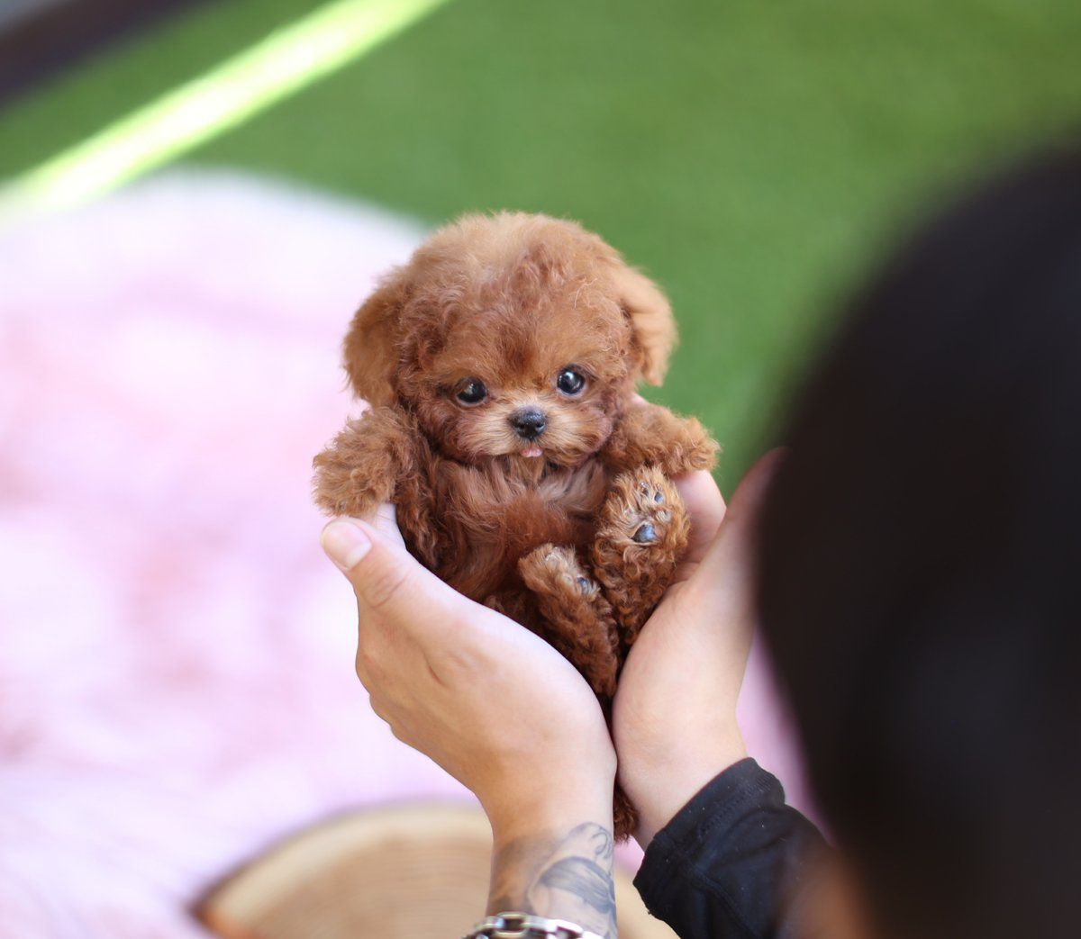 茶杯犬 價格,茶杯犬價格多少錢一只