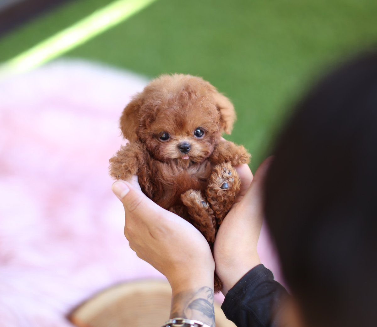 茶杯犬 价格,茶杯犬价格多少钱一只