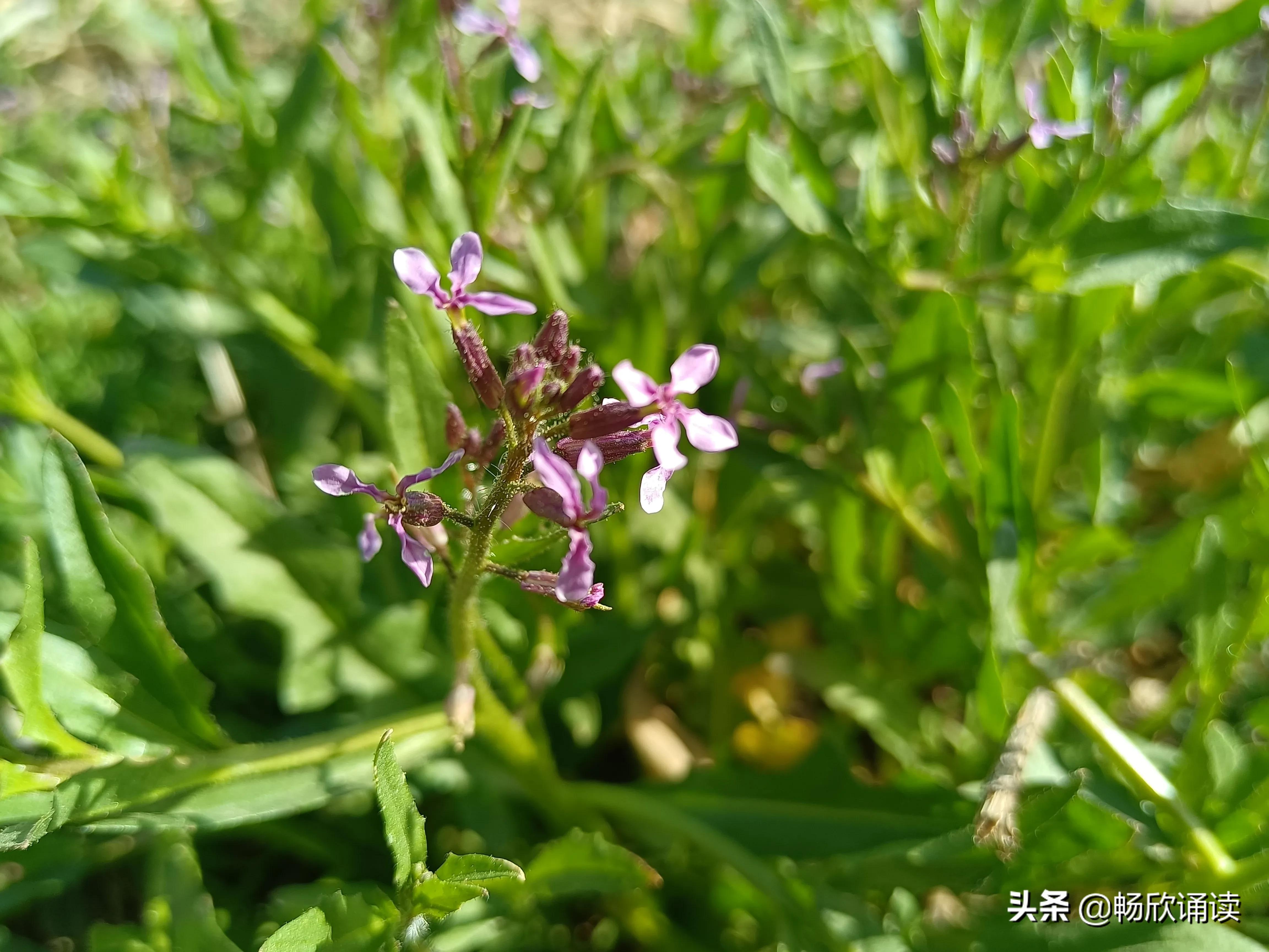 南方春天的野菜图片