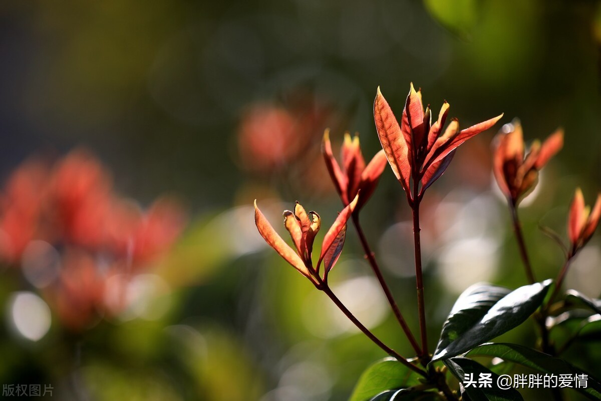 珍惜尘世种种的爱，让每一天都安宁如水，让每一天都岁月静好