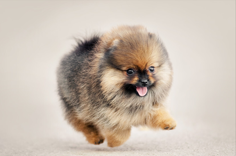 博美血统纯正的"6大"特征,我家是串串,你家呢?