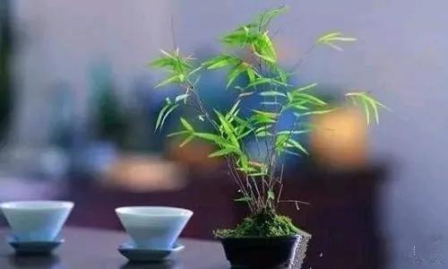 养生贵养心，养老钱先行。反之，何谈优雅的老去