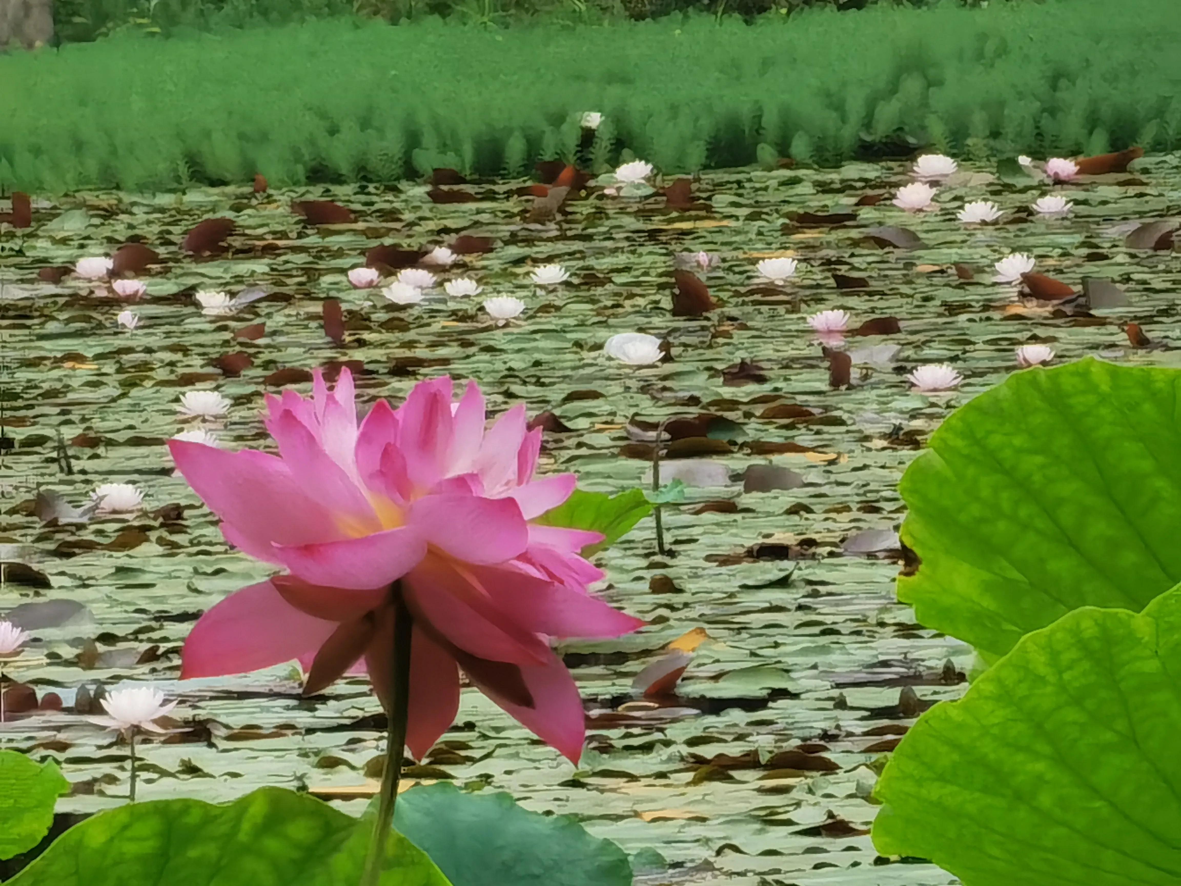 仓央嘉措——陌上花开