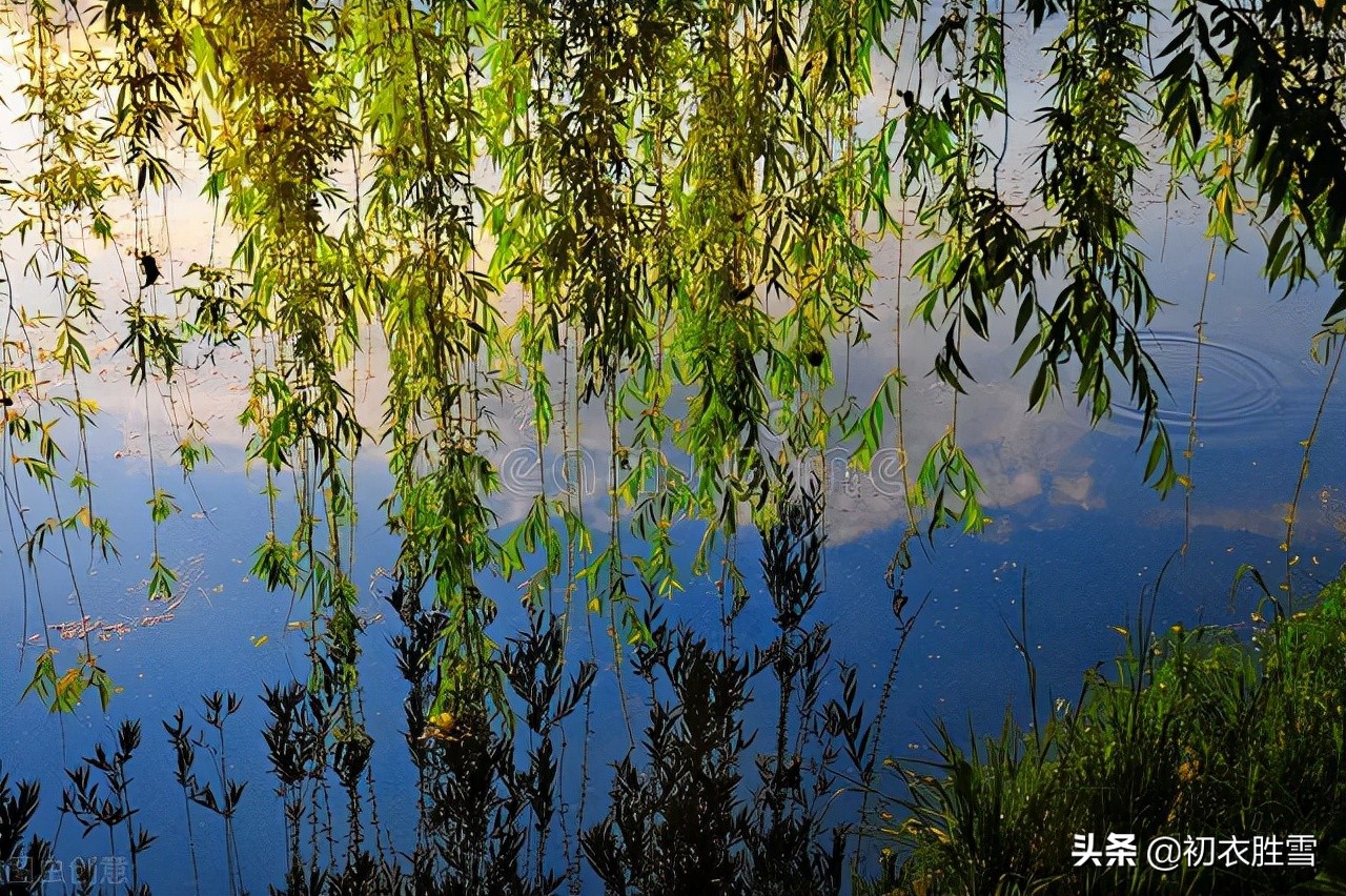 冬柳未必枯瑟，来看看几首早冬的寒柳诗，烟中寒柳碧凄凄