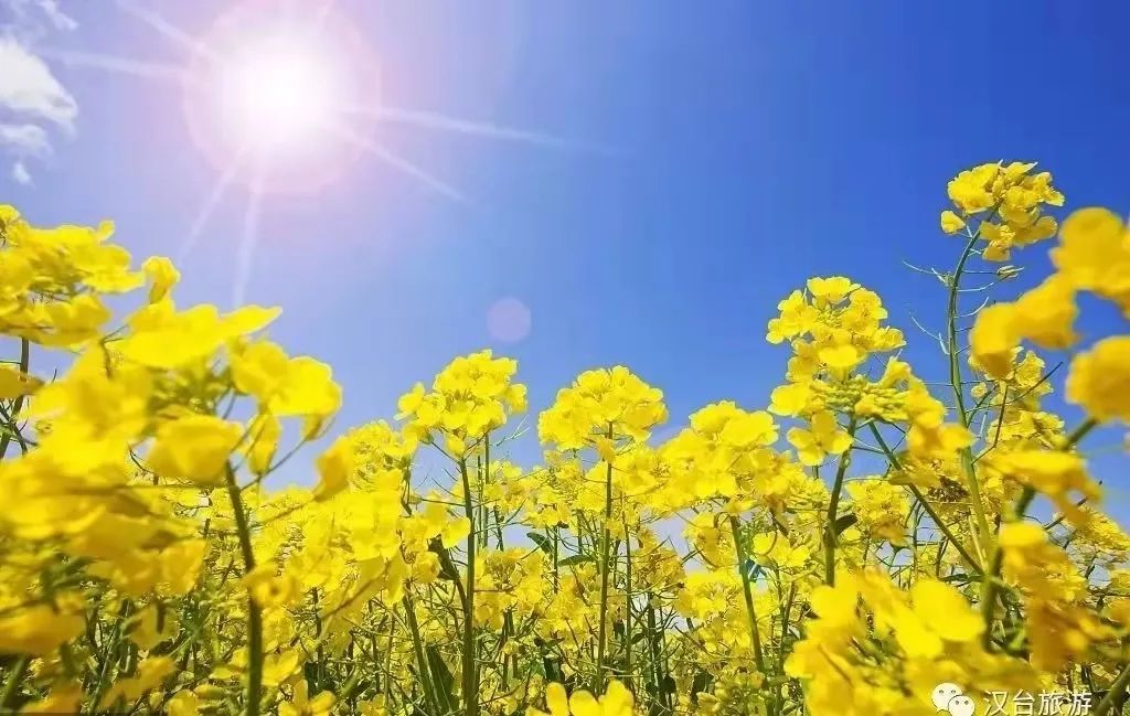 超美！漢中油菜花海美景醉人，快來隔屏感受春天的氣息~