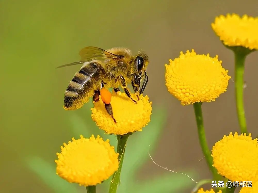 蜜蜂喂养白糖有3大坏处，具体坏在哪里？有何科学依据？全面了解