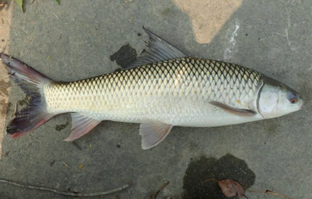 鲮鱼图片(伪装高手) - 赤虎壹号