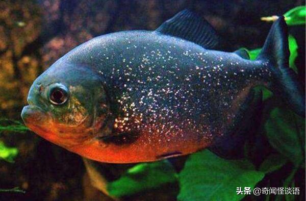 十大养不死的观赏鱼冷水鱼 中国斗鱼上榜，第三已有1700多年历史
