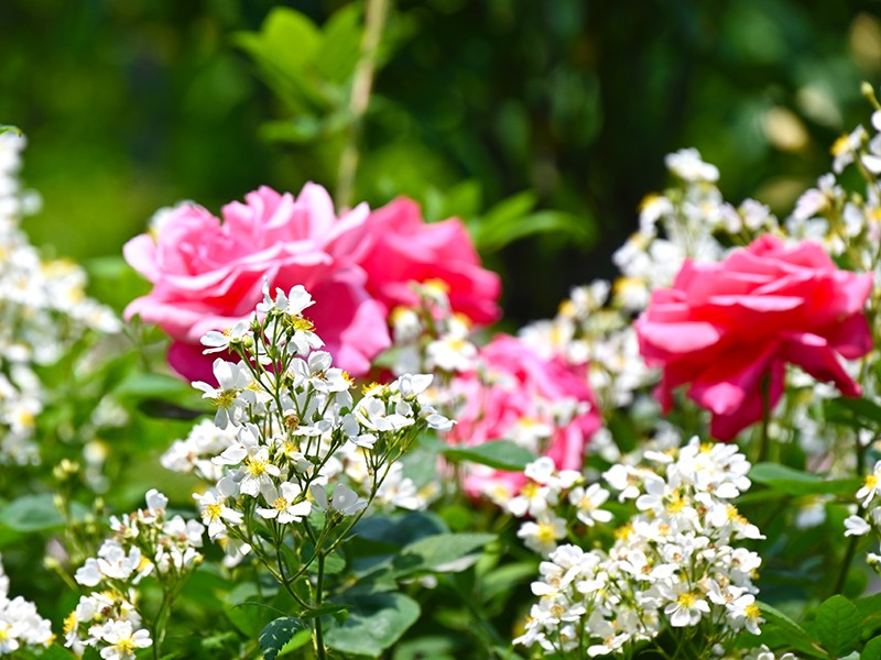 保送北大等名校！重庆3位“高能学霸”揭秘硬核专业：就业前景广阔！