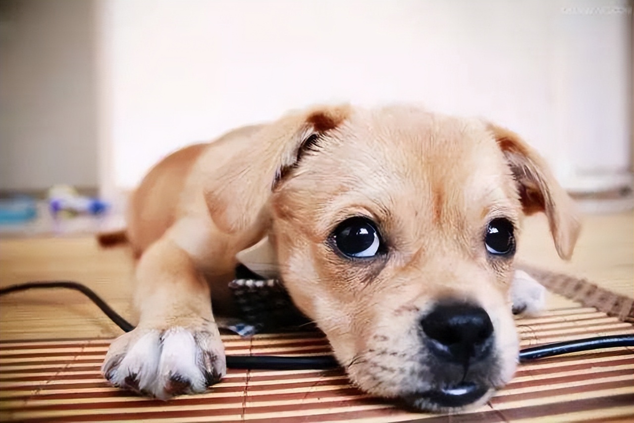 狗狗拉稀怎么回事？