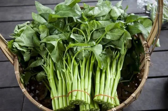 空心菜的营养价值（长在水里的野菜吃起来脆嫩爽口）