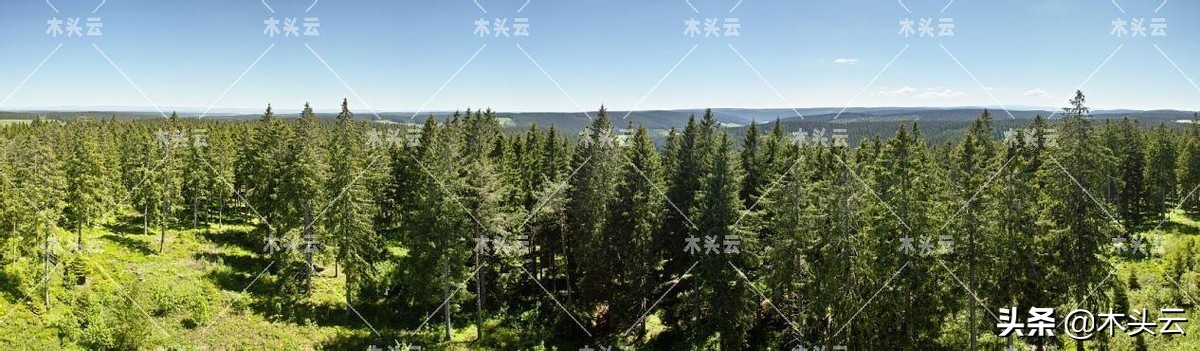 2022年我国进口软木或将上涨