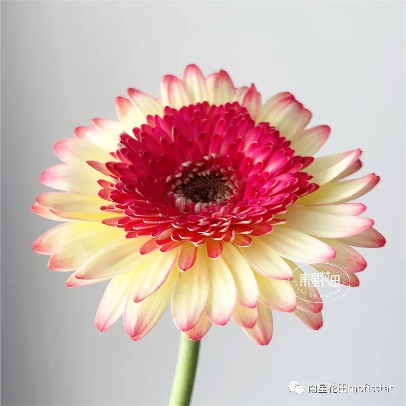 美满非洲菊 ·小幸福 心里美